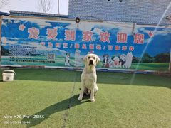 -宠物寄养训练学校
