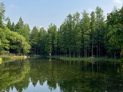 -上海滨江森林公园
