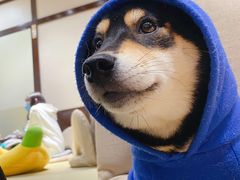 -逗柴咖啡屋·狗咖猫咖宠物桌游
