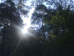 -九龙江国家森林公园