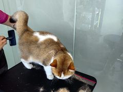 -爱洗澡的猫(望京店)
