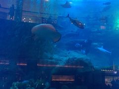 -迪拜水族馆及水下动物园