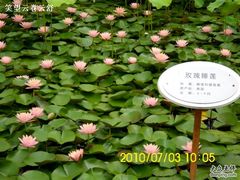 -微山湖红荷湿地景区