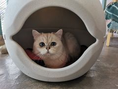 -喵屿·大理花园猫咖