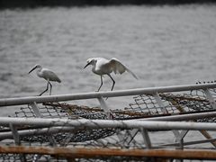 -珠江夜游天字码头