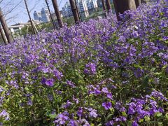 -上海财经大学(国定路校区)