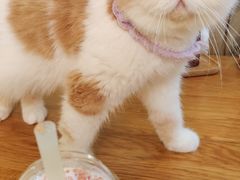 -滚猫咖啡·猫咖·猫友好撸猫(未来城店)
