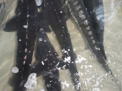 -抚仙湖生态石锅鱼野生菌(告庄店)