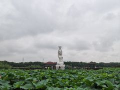 -荷塘月色湿地公园·向阳花洲