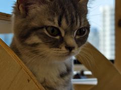 -有喵·猫咖·狗咖·30几只猫10只小狗(岗厦店)