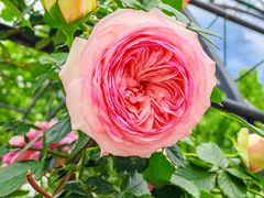 -江湾体育中心游泳馆