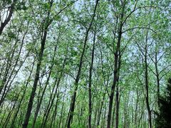 -合肥滨湖国家森林公园