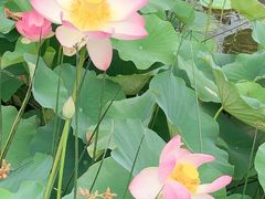 -墨尔本皇家植物园