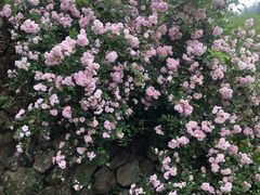 -鹿亭中村