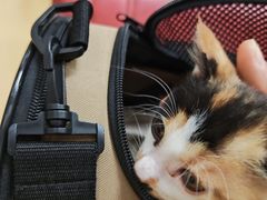 -瑞派天宁宠物医院·猫科·异宠中心