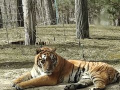 -北京野生动物园