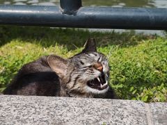 -皇家御河游(紫御湾码头)