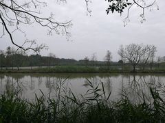 -大湾区中央湿地公园