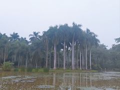 -中国科学院西双版纳热带植物园