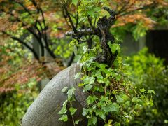 -杭州植物园