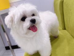 -艾吉宠物医院·疑难杂症转诊中心·猫友好(碧江路院)