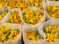 -龙大花卉苗木市场