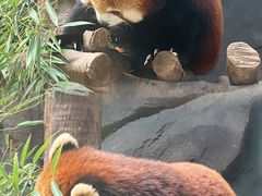 -武汉动物园