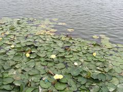 -南翔镇银翔湖公园