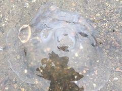 -台场海滨公园船码头