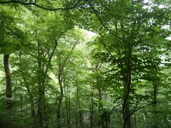 android_upload_pic-宝天曼峡谷漂流