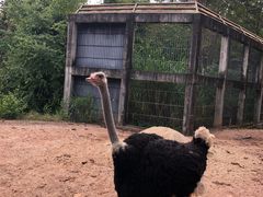 -清迈夜间动物园