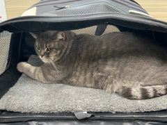 -纳吉亚猫专科动物医院(康都外科中心)