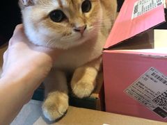 -东方名猫馆·英短金渐层布偶猫舍(环线广场1号楼店)