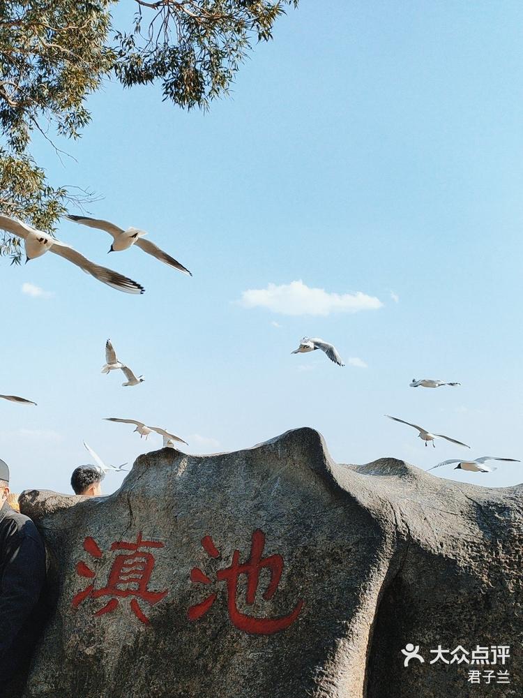 昆明喂海鸥 网红景点图片