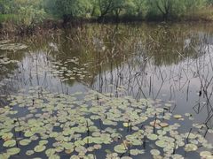 -长兴太湖图影湿地文化园