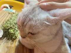 -猫色咖啡·猫咖