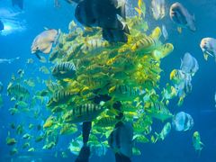 -太平洋海底世界