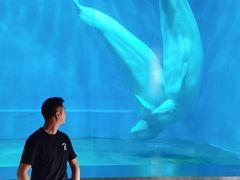 -芜湖新华联大白鲸海洋公园