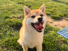 -趣玩宠物乐园寄养训犬训狗游泳池