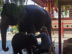 -东芭乐园