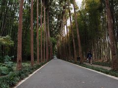 -中国科学院西双版纳热带植物园