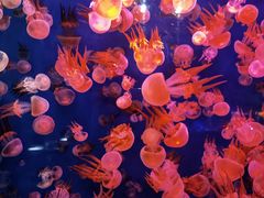 -成都浩海立方海洋公园