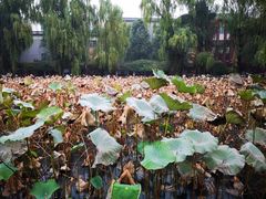 -四川大学(望江校区)