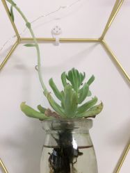 -凡碧诗毛孔收细