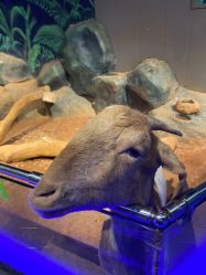 -未来动物城动物主题公园(大悦城店)