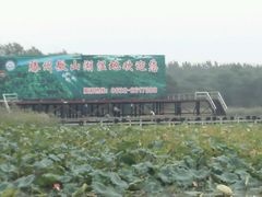 -微山湖红荷湿地景区