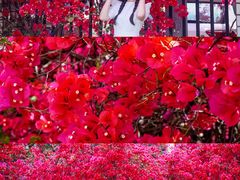 -四川大学(望江校区)