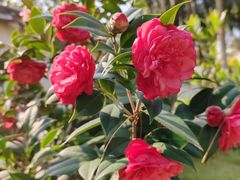 -深圳国际园林花卉博览园