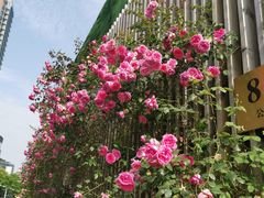 -北外滩滨江绿地