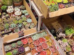 -双季花艺园艺市场(浦东店)